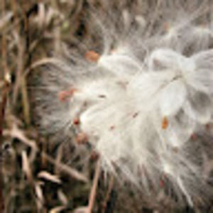 Meet your Posher, Sanghyun